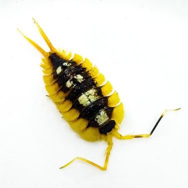 Porcellio Expansus
